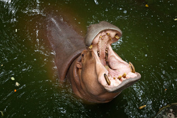 Hippo open his mouth in the water.