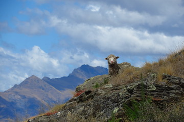 ニュージランドの大自然