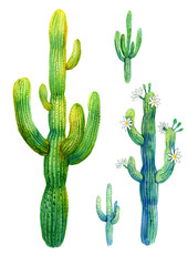 Cactus watercolor illustration of blooming saguaro on white background.