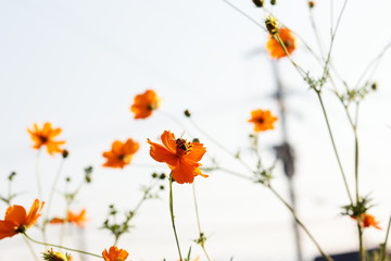 キバナコスモス