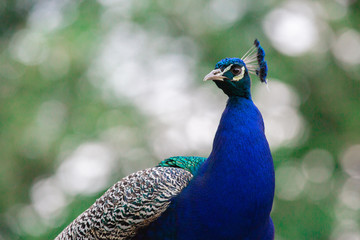 Obraz premium Pfau in habacht