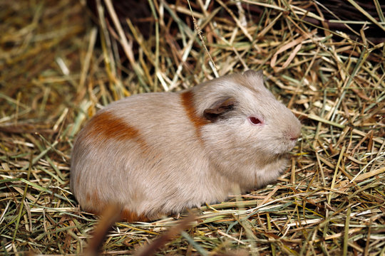 Beige-brown domestic guinea pig (Cavia porcellus) cavy on the straw