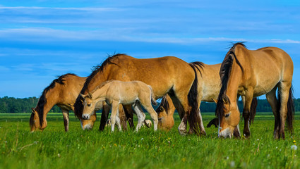 a herd of horses grazing on pasture