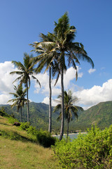 Fototapeta na wymiar A row of coconut trees in Lombok, Indonesia