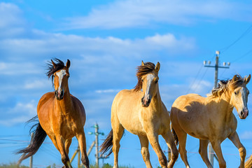 Three horses running in the background of the sky