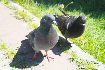 two pigeons