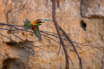 european bee-eater or Merops Apiaster flying and hunting
