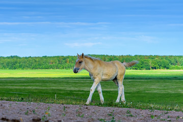 the foal grazing on the pasture