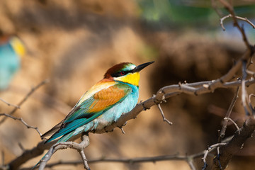 The European Bee-eater, Merops apiaster is sitting and showing off on a nice branch, during mating season