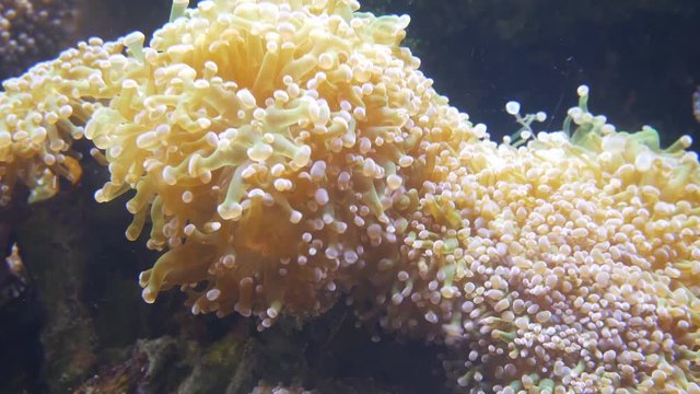 white coral reef underwater