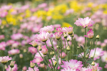 Beautiful Pink and Purple and Yellow chrysanthemum flower blooming in garden. Soft focus.