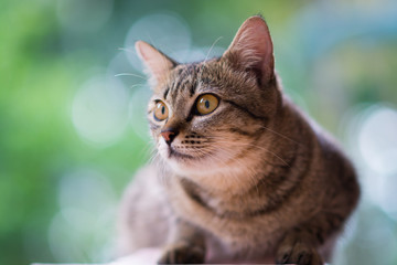 beauty full tiger cat 