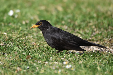 Amsel im Gras