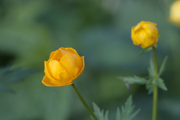 Chinese globeflower (Trollius chinensis) close up