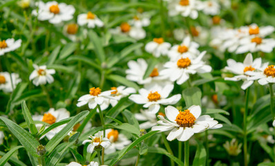 Field of White Flowers