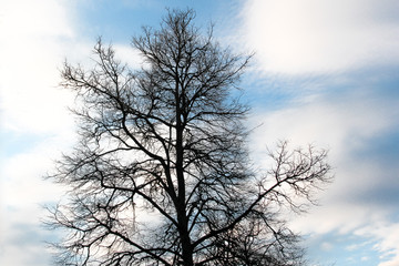 Naked tree at Bernardinai Garden (Bernardinu sodas) with clouds on the background, Vilnius Lithuania