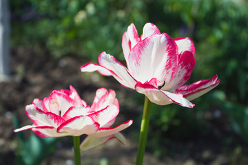 Two white tulips with red border in the garden