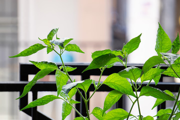 Pepper leaves grow in the eaves.