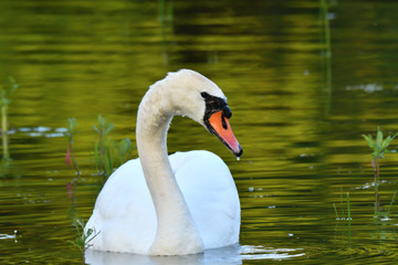 Naklejka premium swan white close up portrait on lake water