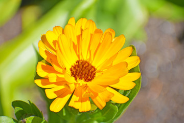 Yellow Petaled Flower