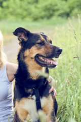 Porträt eines Mischlingshundes