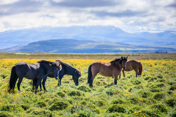 Fototapeta na wymiar Icelandic horses on a green field in summer