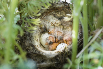 Nest and nestlings of European goldfinch (Carduelis carduelis)