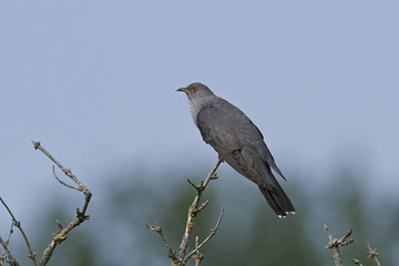 Common cuckoo (Cuculus canorus)