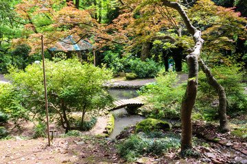 Japanese garden with lake in Batumi botanical garden, Georgia