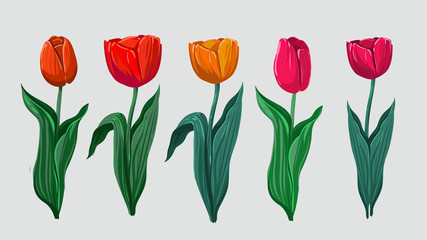 Obraz premium Tullips. Spring flower