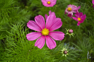 Obraz premium Kolorowe kwiaty kosmosu, piękne kwiaty.