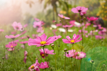 The colorful of cosmos flowers, beautiful flowers.