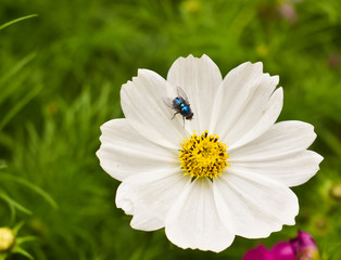 Obraz premium The colorful of cosmos flowers, beautiful flowers.
