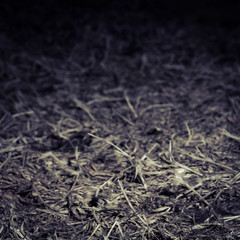 Texture of a dry grass.