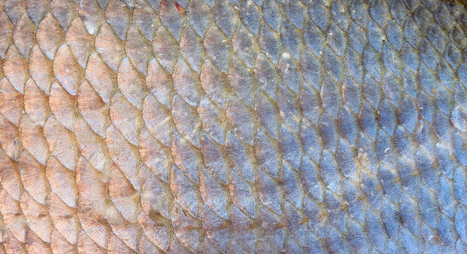 Silver bream scales, natural texture