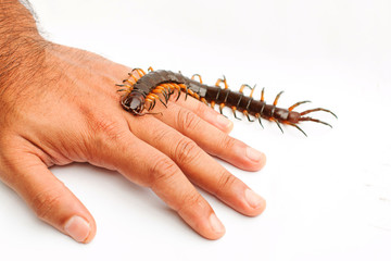 centipede crawling on hand isolate on white background