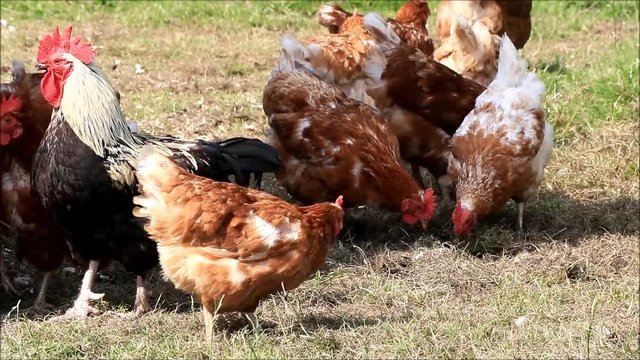 free range brown chicken on a farm
