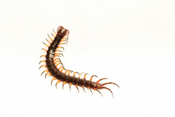 centipede isolate on white background