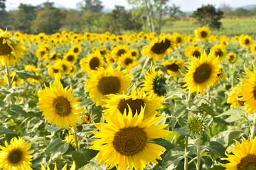 Obraz premium The field of sunflowers, closeup sunflowers.