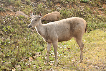 Naklejka na ściany i meble Many deers at Khaoyai national park, Nakhon Ratchasima, Thailand.