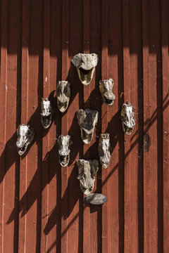 Fish Heads/Fish Bone Heads Pinned On A Red Wall In Fjäderholmarna Island Near Stockholm.