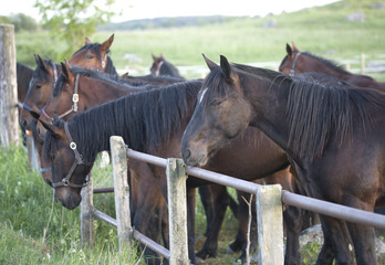 Horses resting after a day of training close to Stockholm Sweden