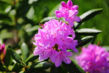 Closeup view of blooming rhododendron bush isolated. Beautiful nature backgrounds.