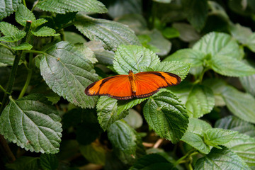 Julia butterfly on a leaf