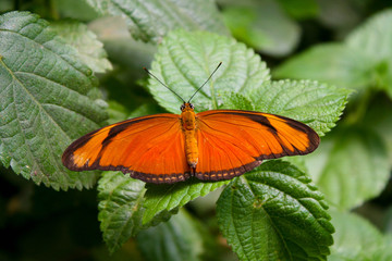 Julia butterfly on a leaf