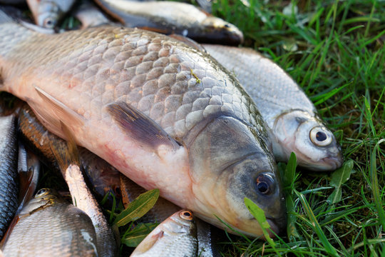 Crucian carp and another fish on grass