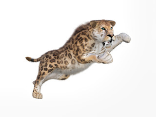 3D rendering of a sabertooth tiger isolated on white background