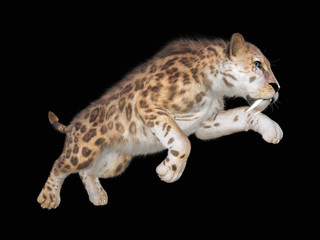 3D rendering of a sabertooth tiger isolated on black background