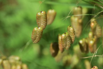 Big quaking grass