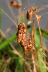 Big quaking grass